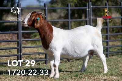 1+1X BOERGOAT STUD 42-166 DOE JOUBERT HORN BOERGOAT STUD