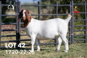 1X BOERGOAT STUD 42-165 DOE JOUBERT HORN BOERGOAT STUD