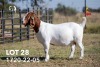 1+1X BOERGOAT STUD 42-171 DOE JOUBERT HORN BOERGOAT STUD