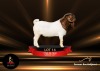 1X BOERGOAT STUD 48-218 BUCK PASSANO BOERBOKSTOET