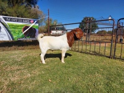 1 X BOER GOAT RAM Joubert Horn KUDDE/FLOCK