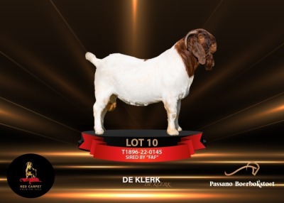 1X BOERGOAT "DE KLERK" STUD 39-277 BUCK PASSANO BOERBOKSTOET