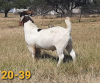 1 x BOER GOAT RAM Bertie Aucamp - PS