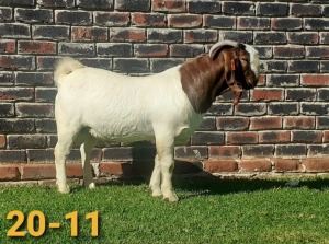 1 x BOER GOAT RAM Bertie Aucamp - KUDDE/FLOCK