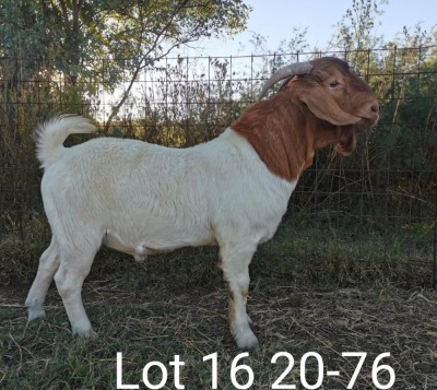 1 x BOER GOAT RAM Suzanne v Dyk - KUDDE/FLOCK