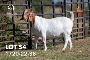 WITHDRAWN - 1X BOERGOAT DOE JOUBERT HORN BOERGOAT STUD