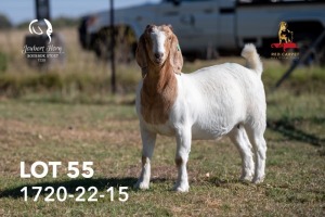 1X BOERGOAT FLOCK COLOR 42-214 DOE JOUBERT HORN BOERGOAT STUD