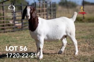 1X BOERGOAT PREGNANT FLOCK 42-217 DOE JOUBERT HORN BOERGOAT STUD