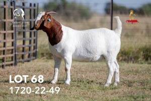 1X BOERGOAT PREGNANT STUD 42-167 DOE JOUBERT HORN BOERGOAT STUD