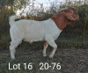 1 x BOER GOAT RAM Suzanne v Dyk - KUDDE/FLOCK - 2