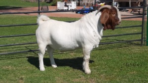 1 x BOER GOAT RAM Freddie Stolper - KUDDE/FLOCK