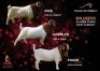 5X BOERGOAT SEMEN PASSANO BOERBOKSTOET