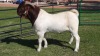 1 x BOER GOAT RAM Freddie Stolper - STOET/STUD