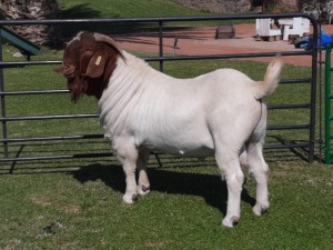 1 x BOER GOAT RAM Freddie Stolper - STOET/STUD