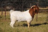 ONTTREK - 1 x BOER GOAT RAM Stafford Collen - KUDDE/FLOCK - 2