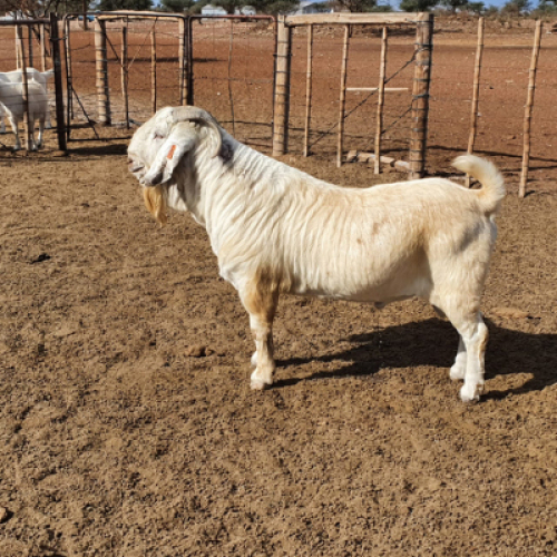 1 x SAVANNA RAM JLK Kotze - STOET/STUD