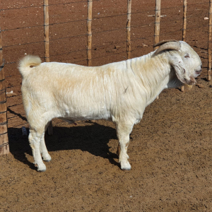 1 x SAVANNA RAM JLK Kotze - KUDDE/FLOCK