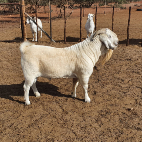 1 x SAVANNA RAM MC Kotze - KUDDE/FLOCK