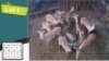 12X ROOIBOKKE M:4 V/F:8 (Per Piece to take the lot/Per stuk om lot te neem)