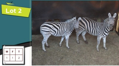 2X ZEBRA'S M:1 V/F:1 (Per Piece to take the lot/Per stuk om lot te neem)