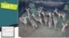12X ROOIBOKKE M:3 V/F:9 (Per Piece to take the lot/Per stuk om lot te neem)
