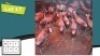 13X BLESBOKKE V/F:13 (Per Piece to take the lot/Per stuk om lot te neem)