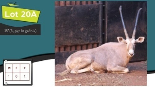 1X GOUE GEMSBOK M:1