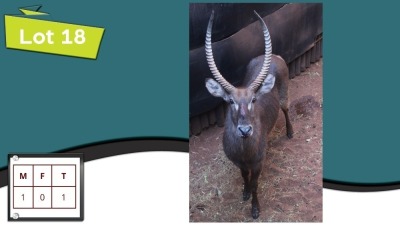 1X WATERBOK M:1