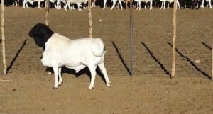 1 x SWARTKOP PERSIES RAM JLK Kotze