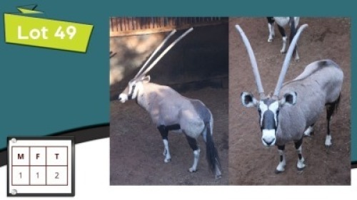 2X GEMSBOKKE M:1 V/F:1 (Per Piece to take the lot/Per stuk om lot te neem)