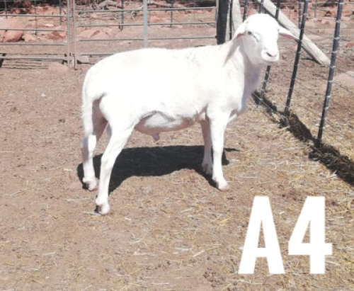 1 x DRAUGHTLANDER RAM Clinton Cilliers