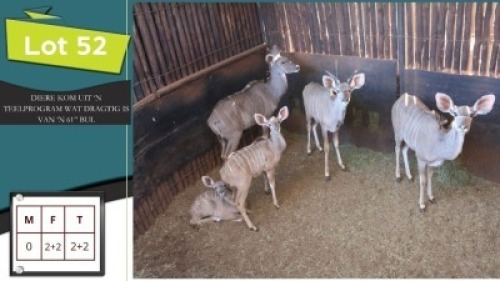 2+2X KOEDOE'S V/F:2+2 (Per Piece to take the lot/Per stuk om lot te neem)