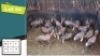14X BLESBOKKE M:14 (Per Piece to take the lot/Per stuk om lot te neem)