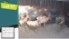 5X ROOIHARTBEESTE V/F:5 (Per Piece to take the lot/Per stuk om lot te neem)