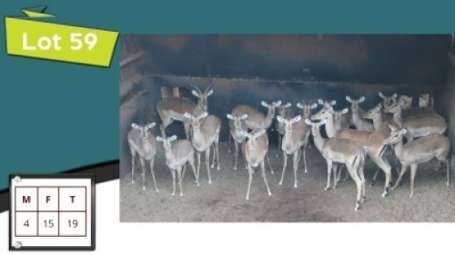 19X ROOIBOKKE M:4 V/F:15 (Per Piece to take the lot/Per stuk om lot te neem)