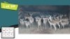 19X ROOIBOKKE M:4 V/F:15 (Per Piece to take the lot/Per stuk om lot te neem)