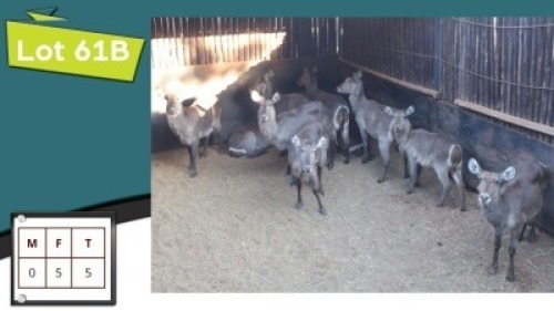 5X WATERBOKKE V/F:5 (Per Piece to take the lot/Per stuk om lot te neem)