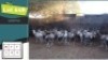 10X BLESBOKKE V/F:10 (Per Piece to take the lot/Per stuk om lot te neem)