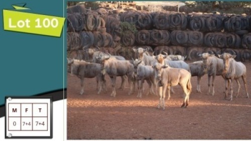 7+4X GOUE WILDEBEESTE V/F:7+4 (Per Piece to take the lot/Per stuk om lot te neem)