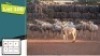 7+4X GOUE WILDEBEESTE V/F:7+4 (Per Piece to take the lot/Per stuk om lot te neem)