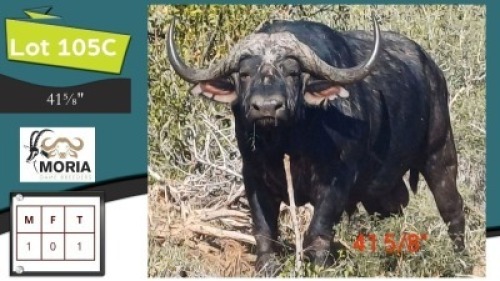 1X 41 5/8" BUFFEL M:1