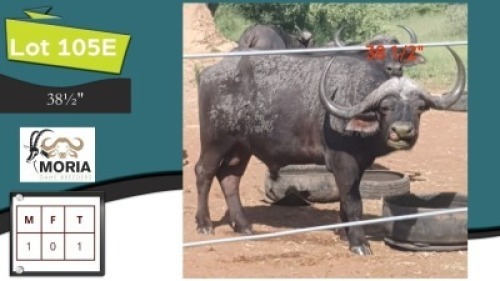 1X 38&frac12;" BUFFEL M:1