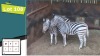 2X ZEBRA'S M:1 V/F:1 (Per Piece to take the lot/Per stuk om lot te neem)