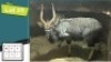 1X NJALA M:1