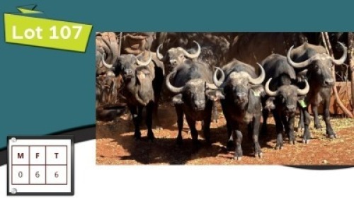 6X BUFFEL V/F:6 (Per Piece to take the lot/Per stuk om lot te neem)