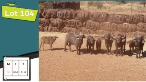 4+4X BUFFEL V/F:4+4 (Per Piece to take the lot/Per stuk om lot te neem)