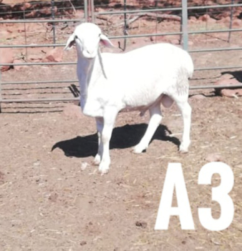 1 x DRAUGHTLANDER RAM Clinton Cilliers