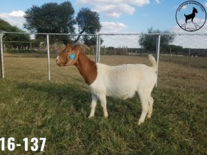 1 X BOERBOKKE OOI/EWE TJ Fleedwood - KUDDE/FLOCK