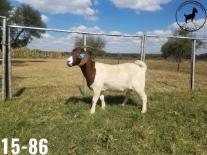 1 X BOERBOKKE OOI/EWE TJ Fleedwood - STOET/STUD