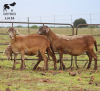 LOT 16 3X MEATMASTER DIDYMUS MEATMASTERS CHRISTOF GROBLER : 0837812076 - 2